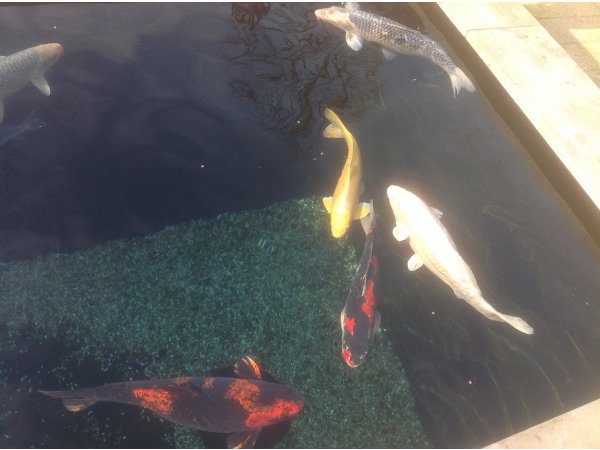 foto nr. 2 van deze Koi Overige , 