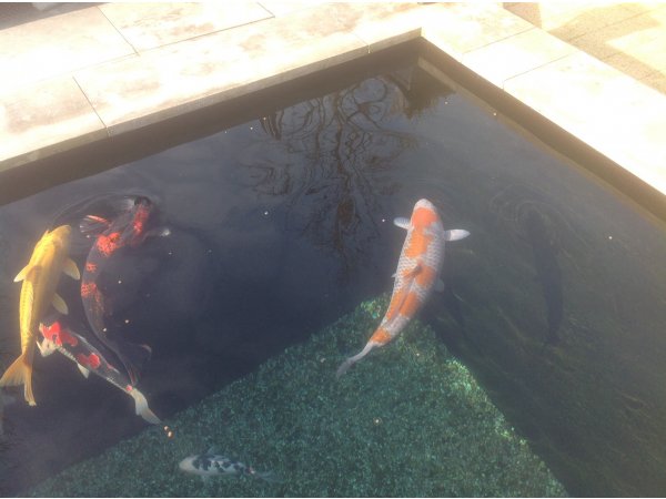 foto nr. 4 van deze Koi Overige , 