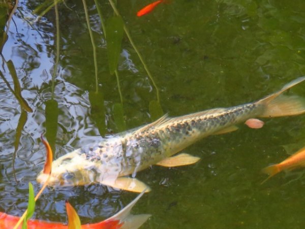 foto nr. 3 van deze Koi Overige , 