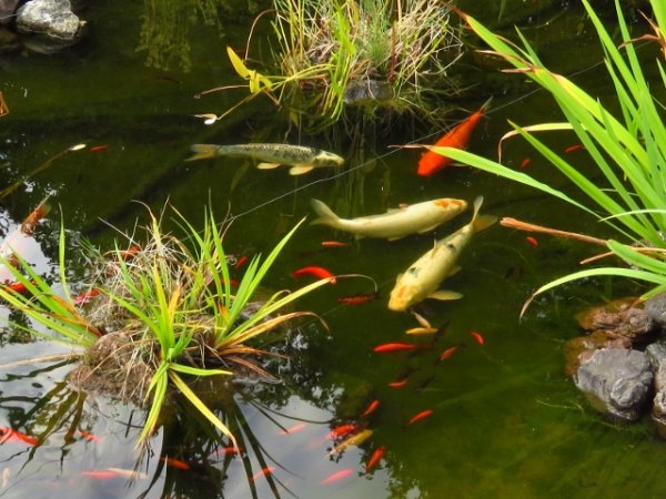 foto nr. 2 van deze Koi Overige , 