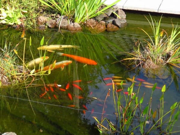 foto nr. 1 van deze Koi Overige , 