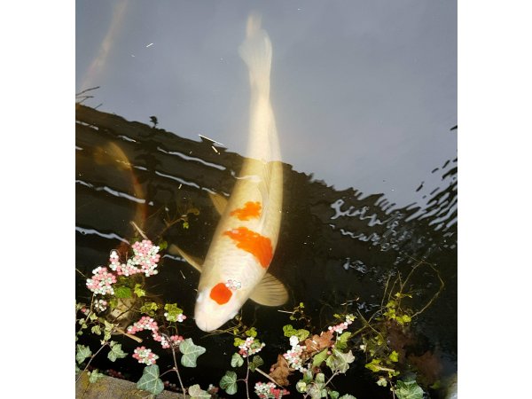 foto nr. 1 van deze Koi Overige , 