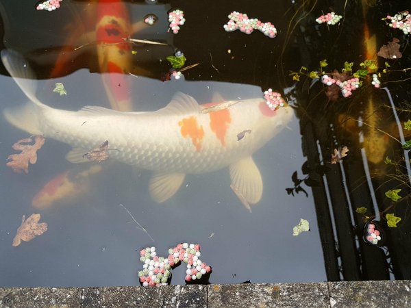 foto nr. 2 van deze Koi Overige , 