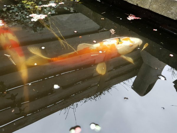 foto nr. 1 van deze Koi Overige ,