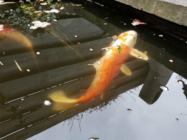 foto nr. 2 van deze Koi Overige ,