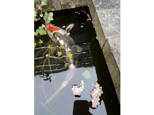 foto nr. 2 van deze Koi Overige , 