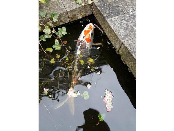 foto nr. 1 van deze Koi Overige , 