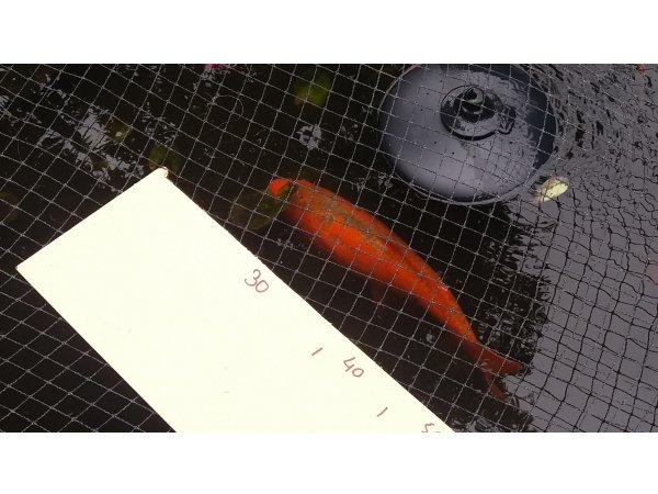 foto nr. 2 van deze Koi Overige , 