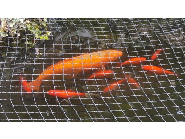 foto nr. 1 van deze Koi Overige , 