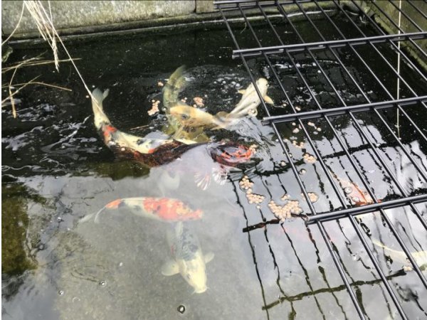 foto nr. 1 van deze Koi Overige ,