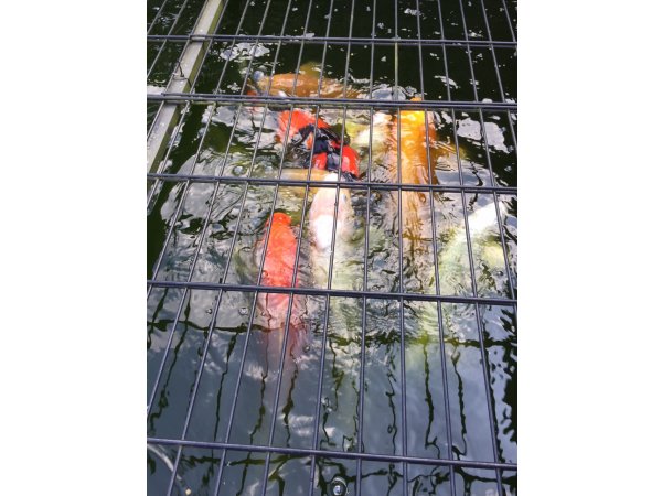 foto nr. 4 van deze Koi Overige (10 Japanse Koi) , 