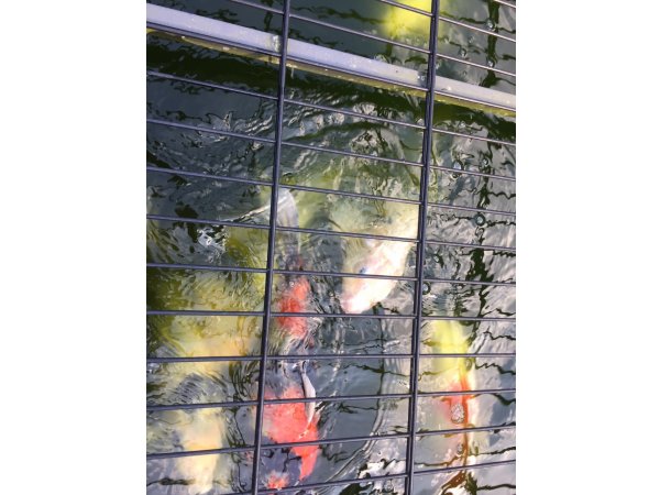 foto nr. 5 van deze Koi Overige (10 Japanse Koi) , 