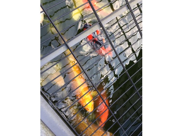 foto nr. 2 van deze Koi Overige (10 Japanse Koi) , 