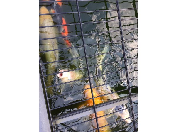 foto nr. 3 van deze Koi Overige (10 Japanse Koi) , 