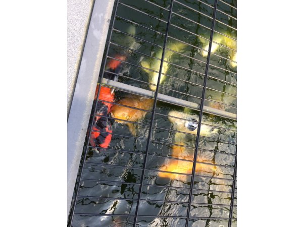 foto nr. 1 van deze Koi Overige (10 Japanse Koi) , 