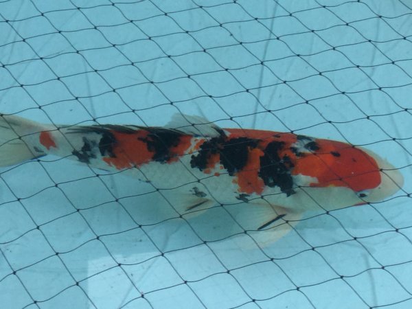 foto nr. 1 van deze Koi Showa Sanke , 