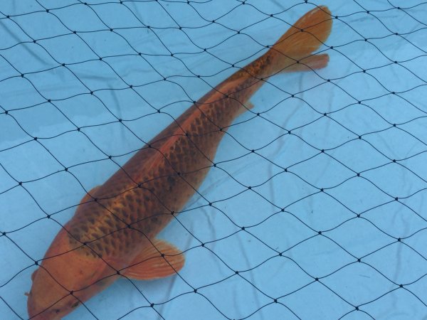 foto nr. 2 van deze Koi Overige , 