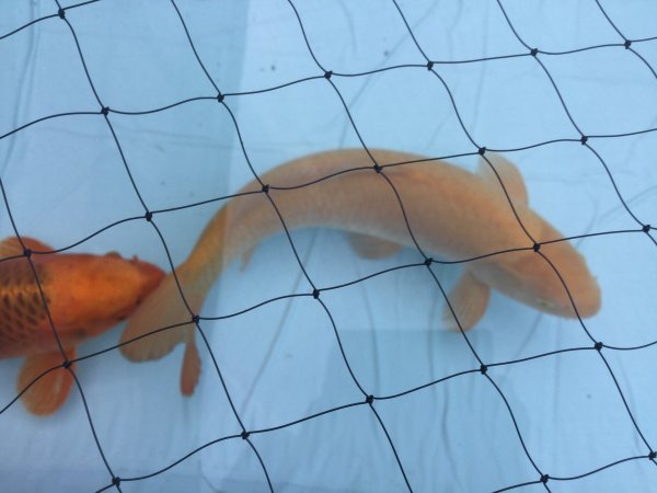 foto nr. 2 van deze Koi Overige , 