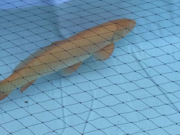 foto nr. 1 van deze Koi Overige , 