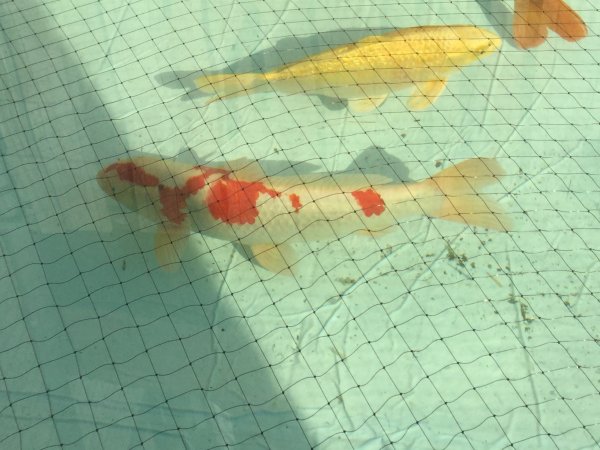 foto nr. 2 van deze Koi Doitsu Kohaku , 