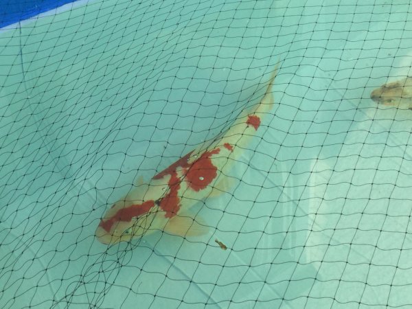 foto nr. 1 van deze Koi Doitsu Kohaku , 