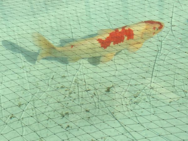 foto nr. 2 van deze Koi Doitsu Kohaku ,