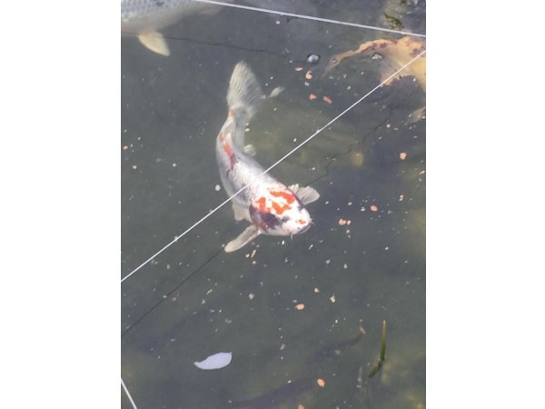 foto nr. 1 van deze Koi Overige , 