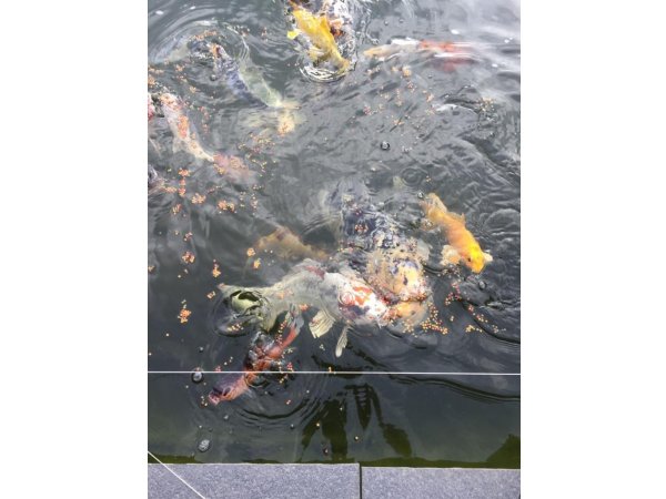 foto nr. 6 van deze Koi Overige , 