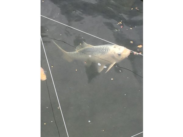 foto nr. 4 van deze Koi Overige , 