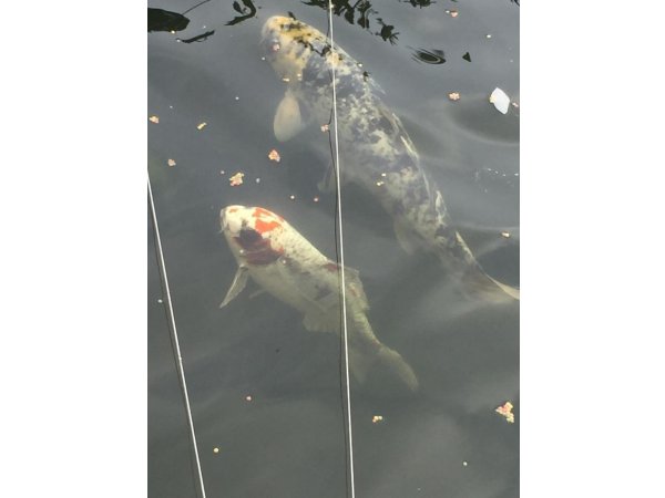 foto nr. 3 van deze Koi Overige , 