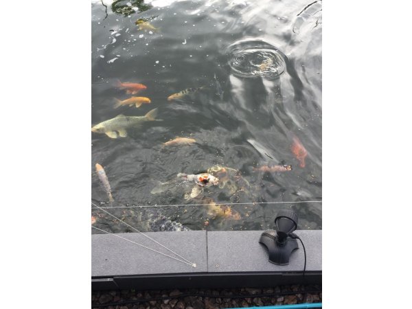 foto nr. 5 van deze Koi Overige , 