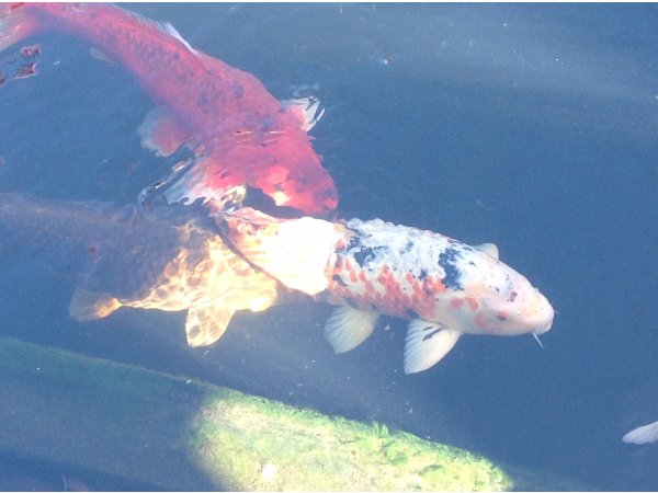 foto nr. 2 van deze Koi Overige , 