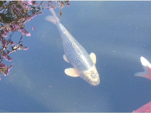 foto nr. 1 van deze Koi Overige , 