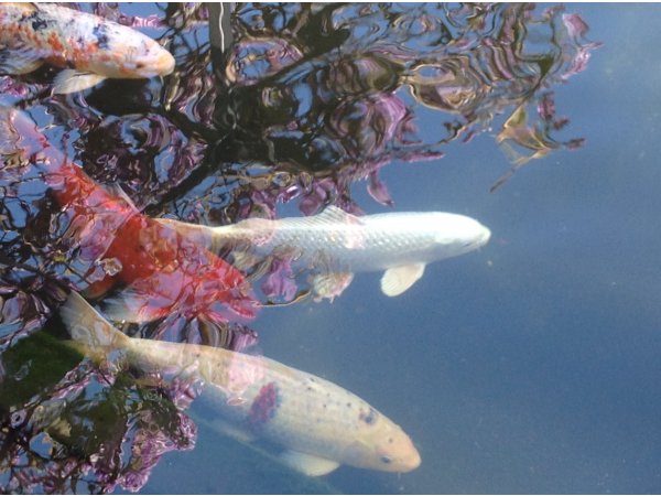 foto nr. 3 van deze Koi Overige , 