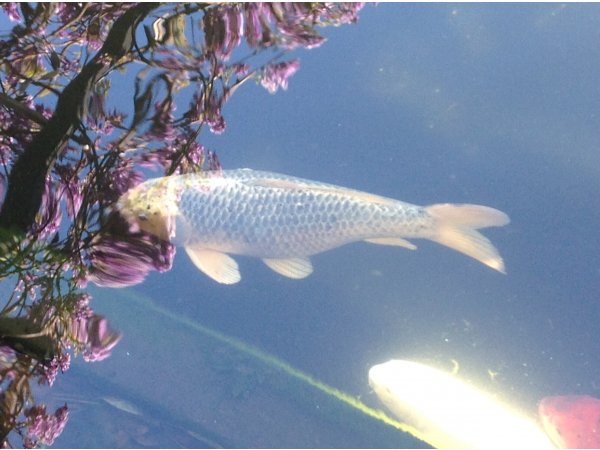 foto nr. 4 van deze Koi Overige , 