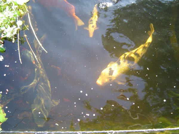 foto nr. 1 van deze Koi Shiro Bekko, Aka Bekko, Karasugoi, Gohst , 