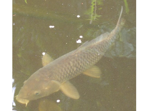 foto nr. 5 van deze Koi Shiro Bekko, Aka Bekko, Karasugoi, Gohst , 