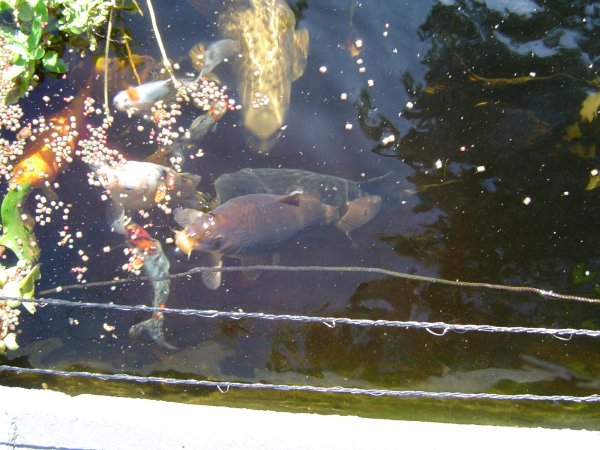 foto nr. 2 van deze Koi Shiro Bekko, Aka Bekko, Karasugoi, Gohst , 