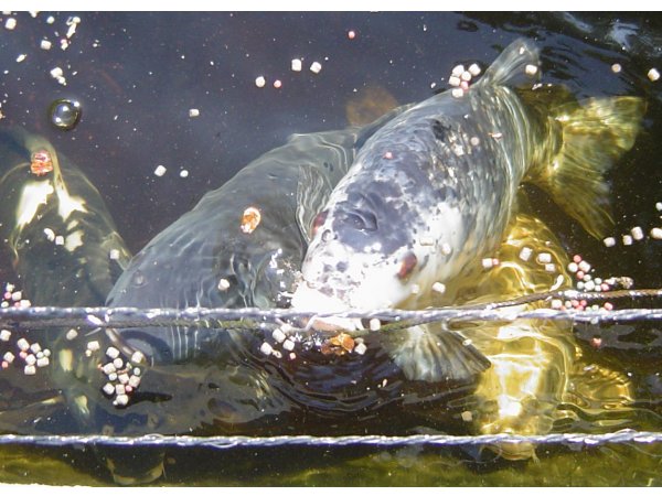 foto nr. 6 van deze Koi Shiro Bekko, Aka Bekko, Karasugoi, Gohst , 