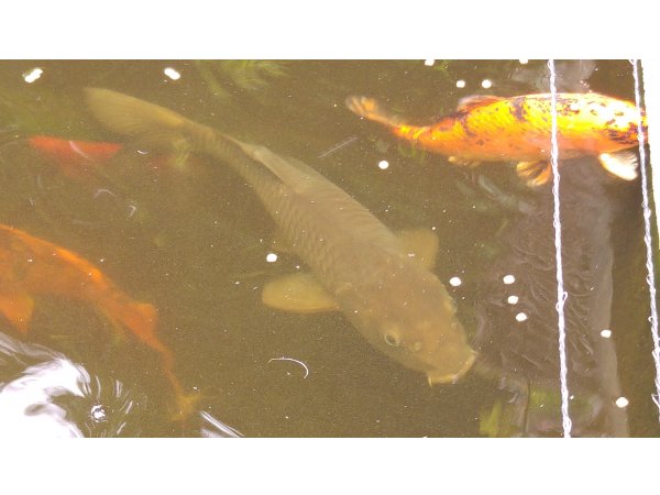foto nr. 4 van deze Koi Shiro Bekko, Aka Bekko, Karasugoi, Gohst , 