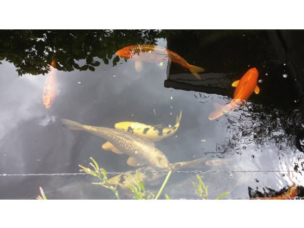 foto nr. 3 van deze Koi Shiro Bekko, Aka Bekko, Karasugoi, Gohst , 