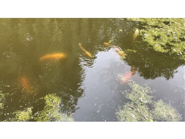 foto nr. 2 van deze Koi Overige , 