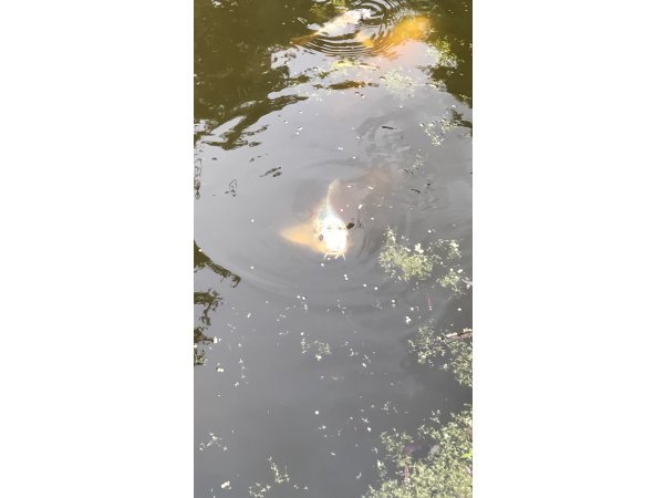 foto nr. 1 van deze Koi Overige , 