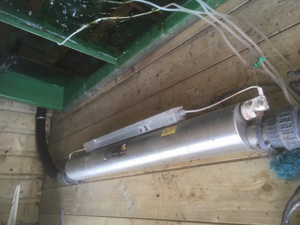 foto nr. 3 van deze Koi Overige , 