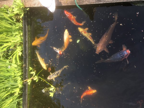 foto nr. 1 van deze Koi Overige , 