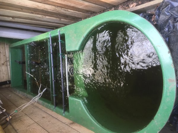 foto nr. 2 van deze Koi Overige , 