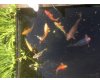 Koi Overige voor Zie advertentie