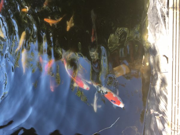 foto nr. 3 van deze Koi Overige , 