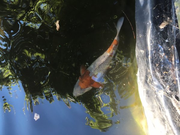 foto nr. 7 van deze Koi Overige , 