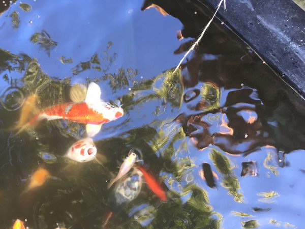 foto nr. 2 van deze Koi Overige , 